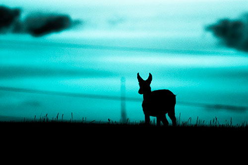 Pronghorn Silhouette Watches Sunset Atop Grassy Hill (Cyan Tone Photo)