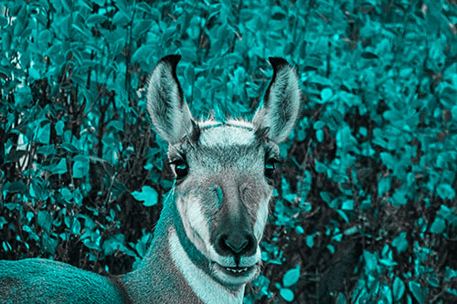 Pronghorn Snacking Among Autumn Leaves (Cyan Tone Photo)