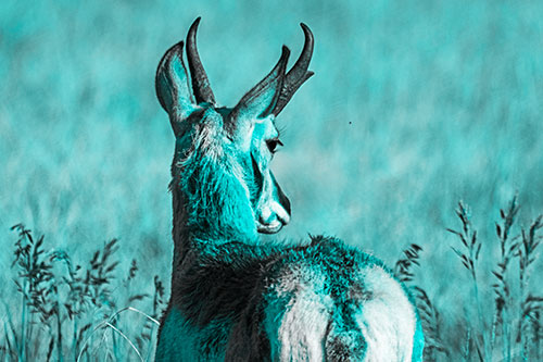 Pronghorn Watching Annoying Fly Buzzing Around (Cyan Tone)