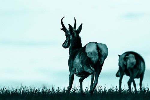 Pronghorns Begin Sprinting Towards Herd (Cyan Tone Photo)
