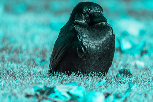 Puffy Crow Standing Guard Among Leaf Covered Grass (Cyan Tone Photo)