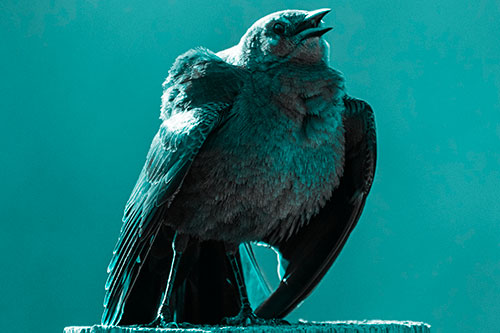 Puffy Female Grackle Croaking Atop Wooden Fence Post (Cyan Tone Photo)