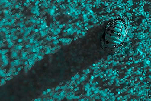 Pupa Convergent Lady Beetle Casts Shadow Among Sparkles (Cyan Tone Photo)