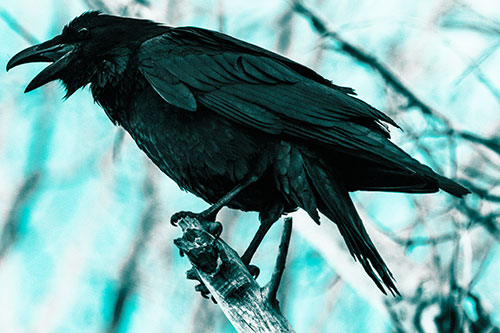 Raven Croaking Among Tree Branches (Cyan Tone Photo)