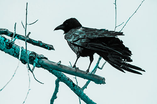 Raven Grips Onto Broken Tree Branch (Cyan Tone)