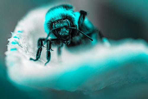 Red Belted Bumble Bee Crawling Flower Petal Edge (Cyan Tone)