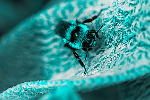 Red Belted Bumble Bee Standing Among Inclined Petal (Cyan Tone Photo)
