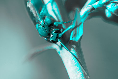 Red Wasp Crawling Down Flower Stem (Cyan Tone Photo)