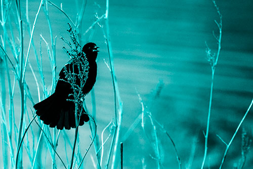 Red Winged Blackbird Chirping From Plant Top (Cyan Tone Photo)