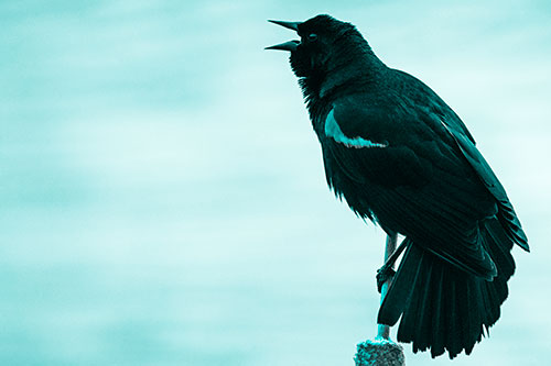 Red Winged Blackbird Singing Atop Cattail Branch (Cyan Tone)
