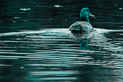 Redhead Duck Swimming Across Water (Cyan Tone Photo)