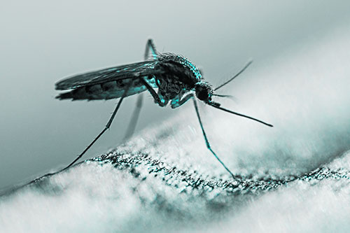 Resting Mosquito Awaits Warmth Among Sunlight (Cyan Tone)