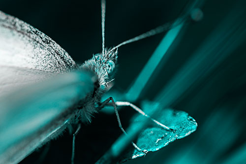 Resting Wood White Butterfly Perched Atop Leaf (Cyan Tone Photo)