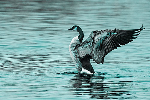 Rising Canadian Goose Spreading Wings Among Lake Top (Cyan Tone)