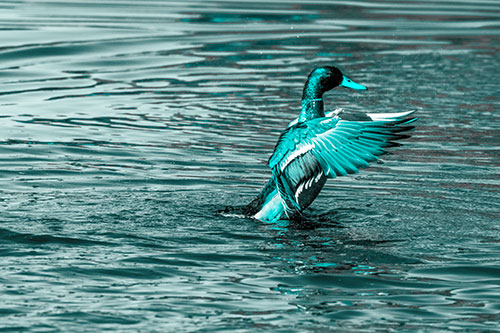 Rising Mallard Duck Flapping Wings Among Rippling Water (Cyan Tone)
