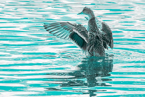 Rising Mallard Duck Flaps Wings Atop Lake (Cyan Tone)