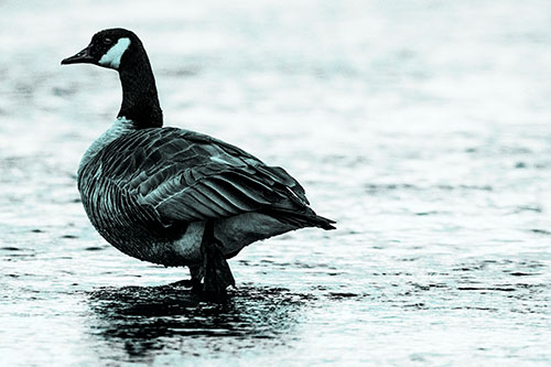 River Walking Canadian Goose (Cyan Tone Photo)