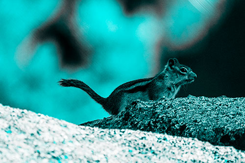 Rock Climbing Squirrel Reaches Shaded Area (Cyan Tone Photo)