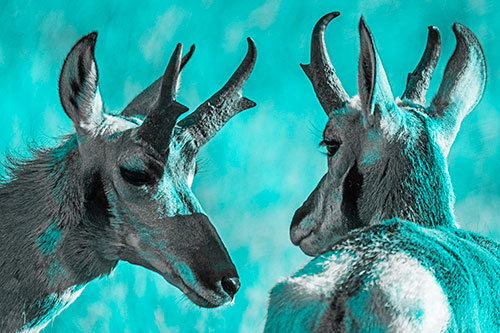 Romantic Pronghorn Couple Get Close (Cyan Tone)