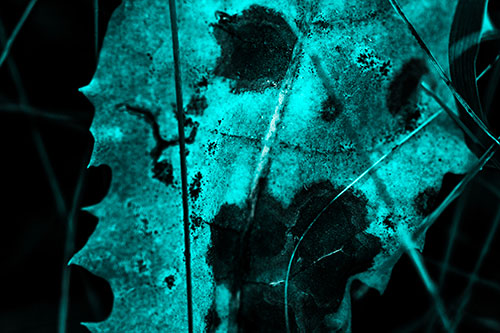 Rot Screaming Leaf Face Among Grass Blades (Cyan Tone Photo)