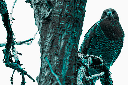 Rough Legged Hawk Watches Intensely Atop Tree Branch (Cyan Tone Photo)