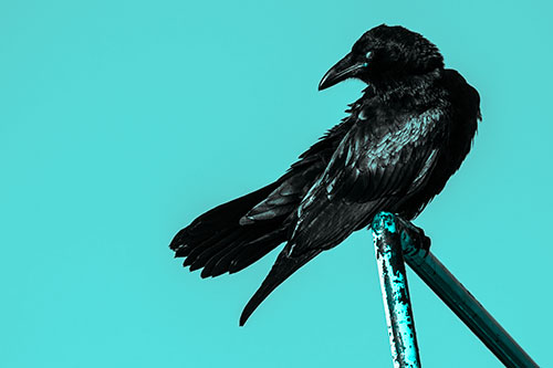 Rusted Rail Raven Keeping Watch (Cyan Tone)