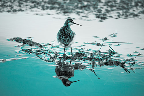Sandpiper Bird Perched On Floating Lake Stick (Cyan Tone Photo)