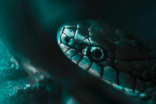 Scared Garter Snake Makes Appearance (Cyan Tone Photo)