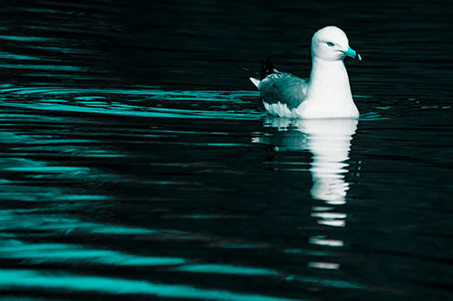 Seagull Floating Among Illuminated Rippling Water (Cyan Tone)