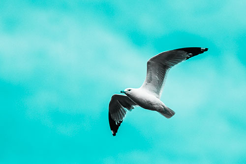 Seagull Flying Among Cloudy Overcast Sky (Cyan Tone)