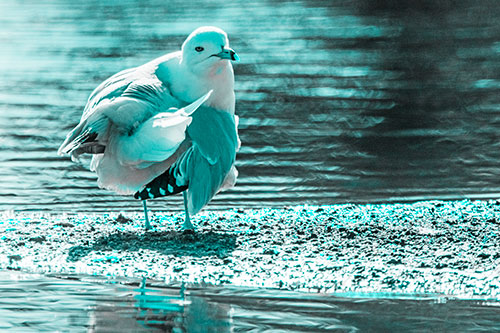 Seagull Grooming Itself Among Lake Shore (Cyan Tone)