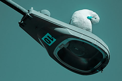 Seagull Grooming Self Atop Street Light Pole (Cyan Tone)