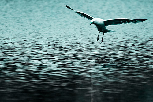 Seagull Landing On Lake Water (Cyan Tone Photo)