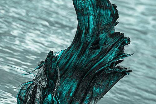 Seasick Faced Tree Log Among Flowing River (Cyan Tone Photo)