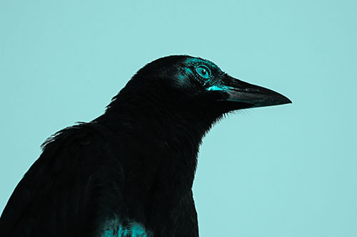 Shaded Crow Gazing Towards Sunlight (Cyan Tone Photo)
