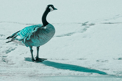 Shadow Casting Canadian Goose Standing Among Snow (Cyan Tone Photo)