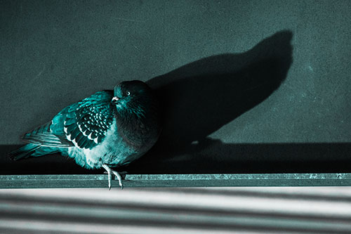 Shadow Casting Pigeon Looking Towards Light (Cyan Tone Photo)