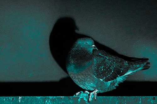 Shadow Casting Pigeon Perched Among Steel Beam (Cyan Tone Photo)