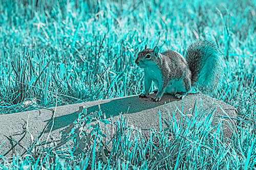 Shadow Casting Squirrel Sitting Atop Concrete Drain (Cyan Tone)