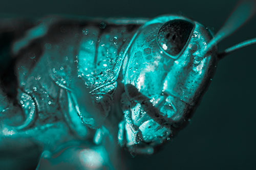 Shadow Casts Smile Across Grasshoppers Face (Cyan Tone)