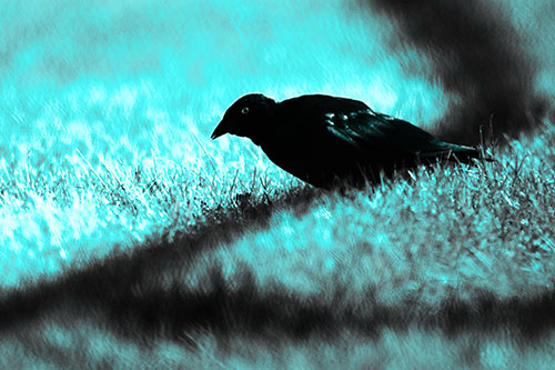 Shadow Standing Grackle Bird Leaning Forward On Grass (Cyan Tone Photo)