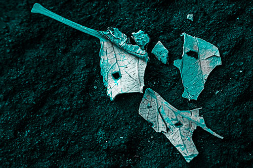 Shattered Leaf Face Separating Atop Pavement (Cyan Tone)