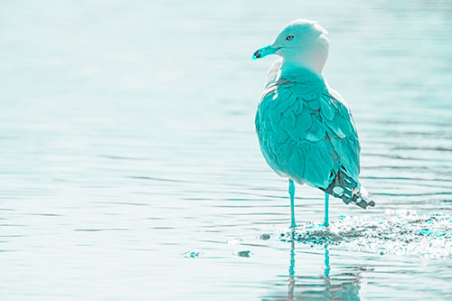 Shore Standing Seagull Watches Across Lake (Cyan Tone)
