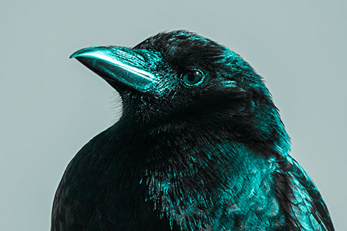 Side Glancing Crow Among Sunlight (Cyan Tone Photo)