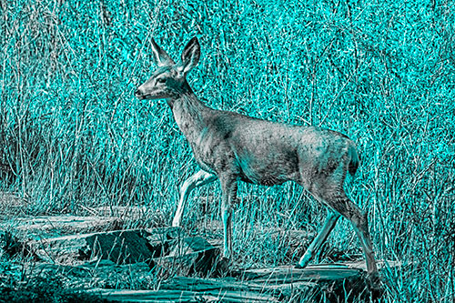 Side Glancing Mule Deer Walking Up Stepping Stones (Cyan Tone)