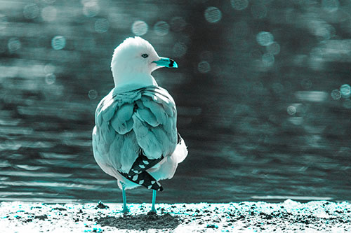 Sideways Glancing Seagull Observing Lake Surroundings (Cyan Tone)