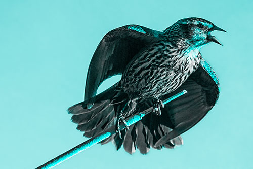 Singing Female Red Winged Blackbird Gripping Broken Cattail (Cyan Tone)