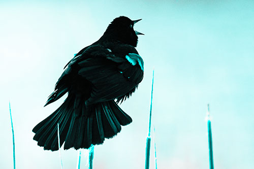 Singing Red Winged Blackbird Atop Cattail Branch (Cyan Tone Photo)