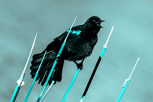 Singing Red Winged Blackbird Gripping Ahold Between Leaning Cattail Branches (Cyan Tone)