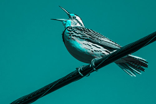 Singing Western Meadowlark Perched Atop Powerline Wire (Cyan Tone Photo)